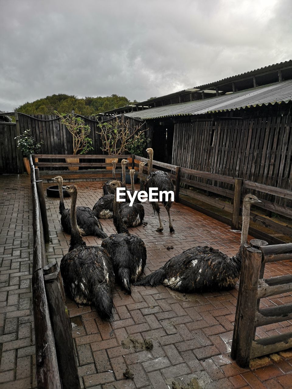 VIEW OF AN ANIMAL PEN