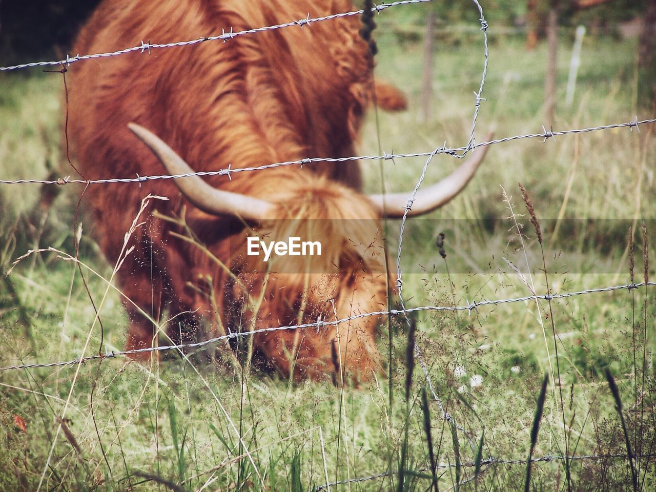 Highland cattle grazing on field seen through fence