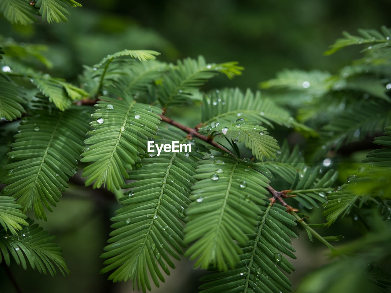 Close-up of raindrops on a tree