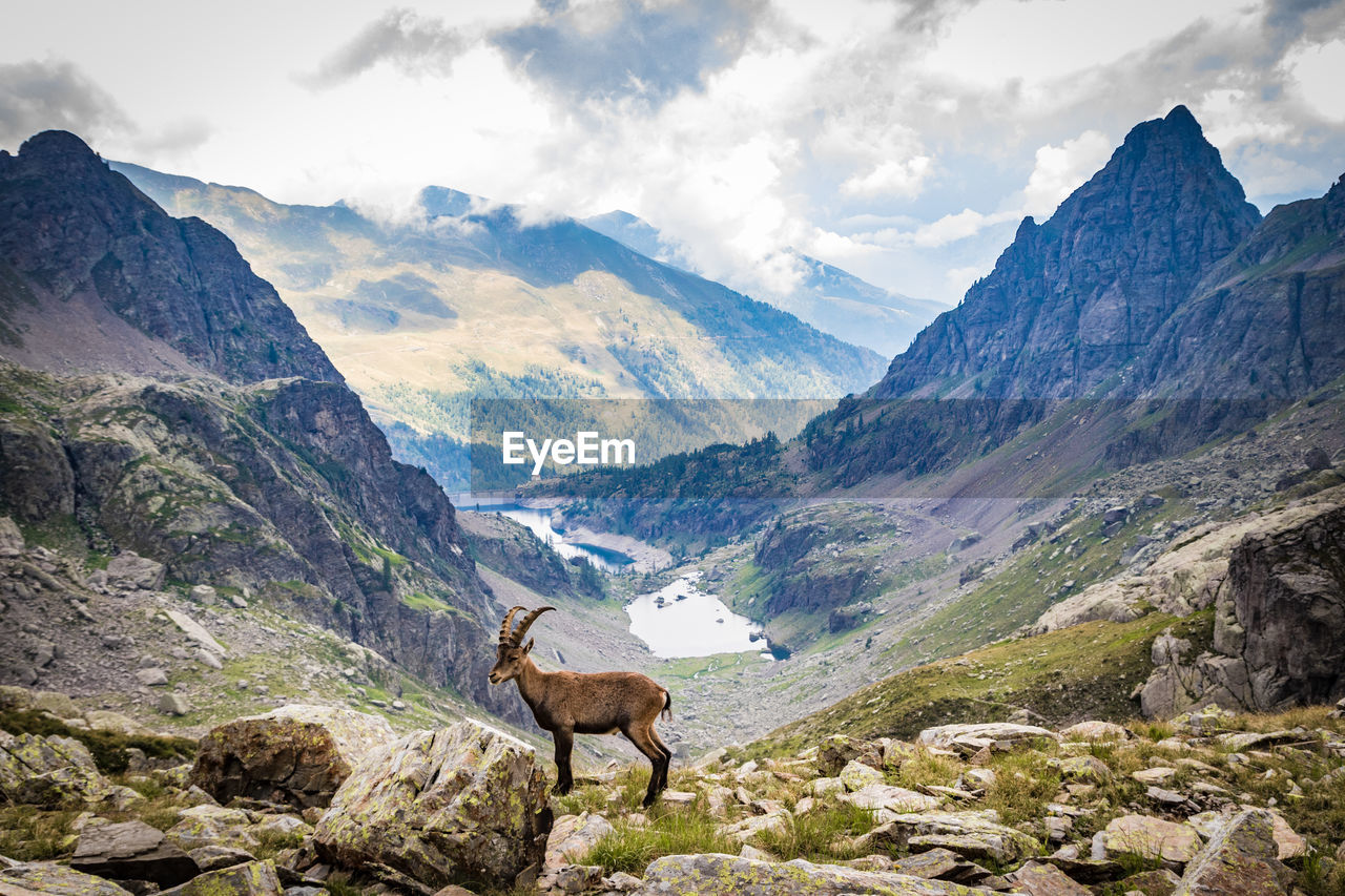 High altitude panorama.  mountains and an ibex on a cloudy day