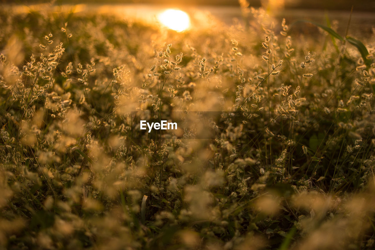 Close-up of flowering plants on field during sunset
