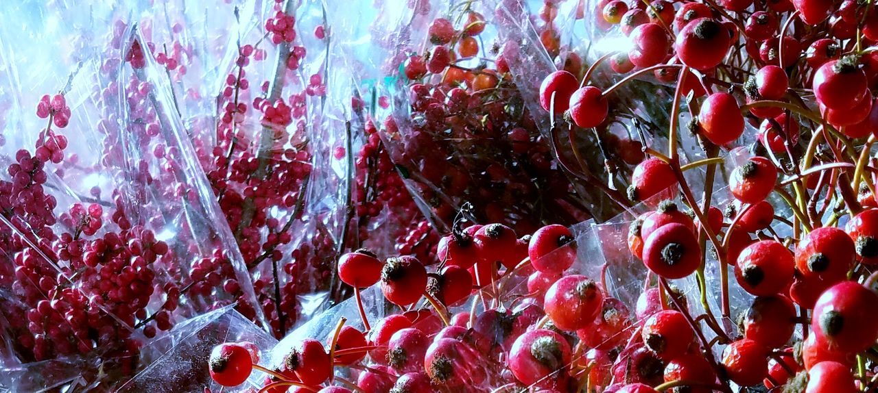 FULL FRAME SHOT OF RED WATER IN AQUARIUM