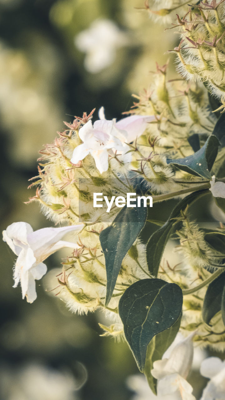 Close-up of flowering plant