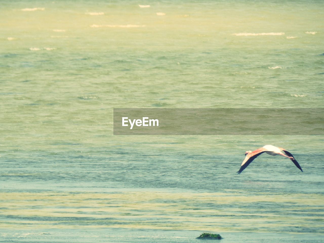SWAN FLYING OVER SEA AGAINST SKY