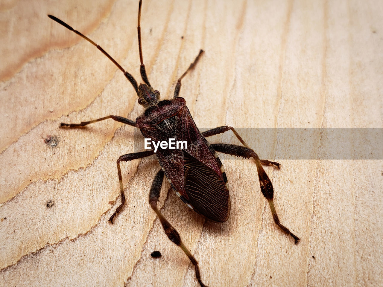 Close-up of insect on wall