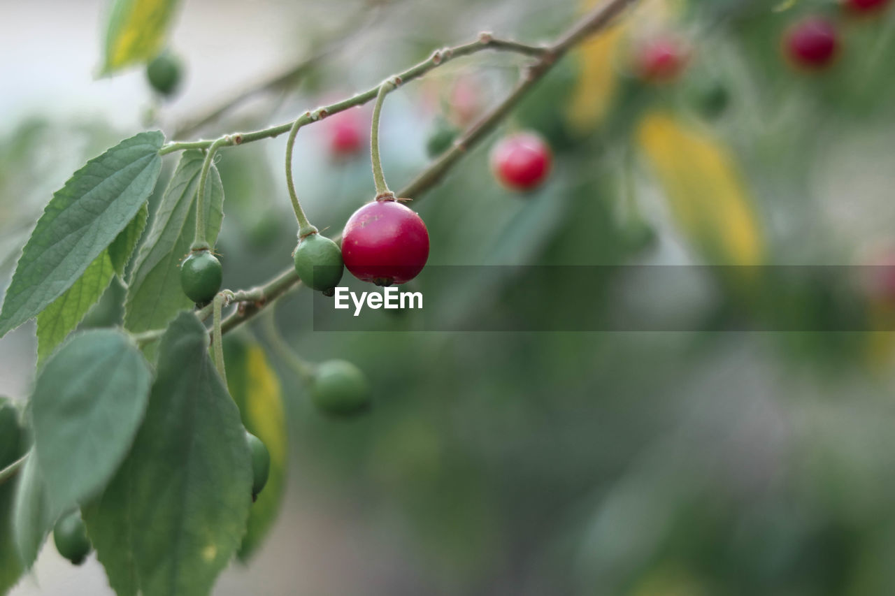 Close-up of fruits growing on branch