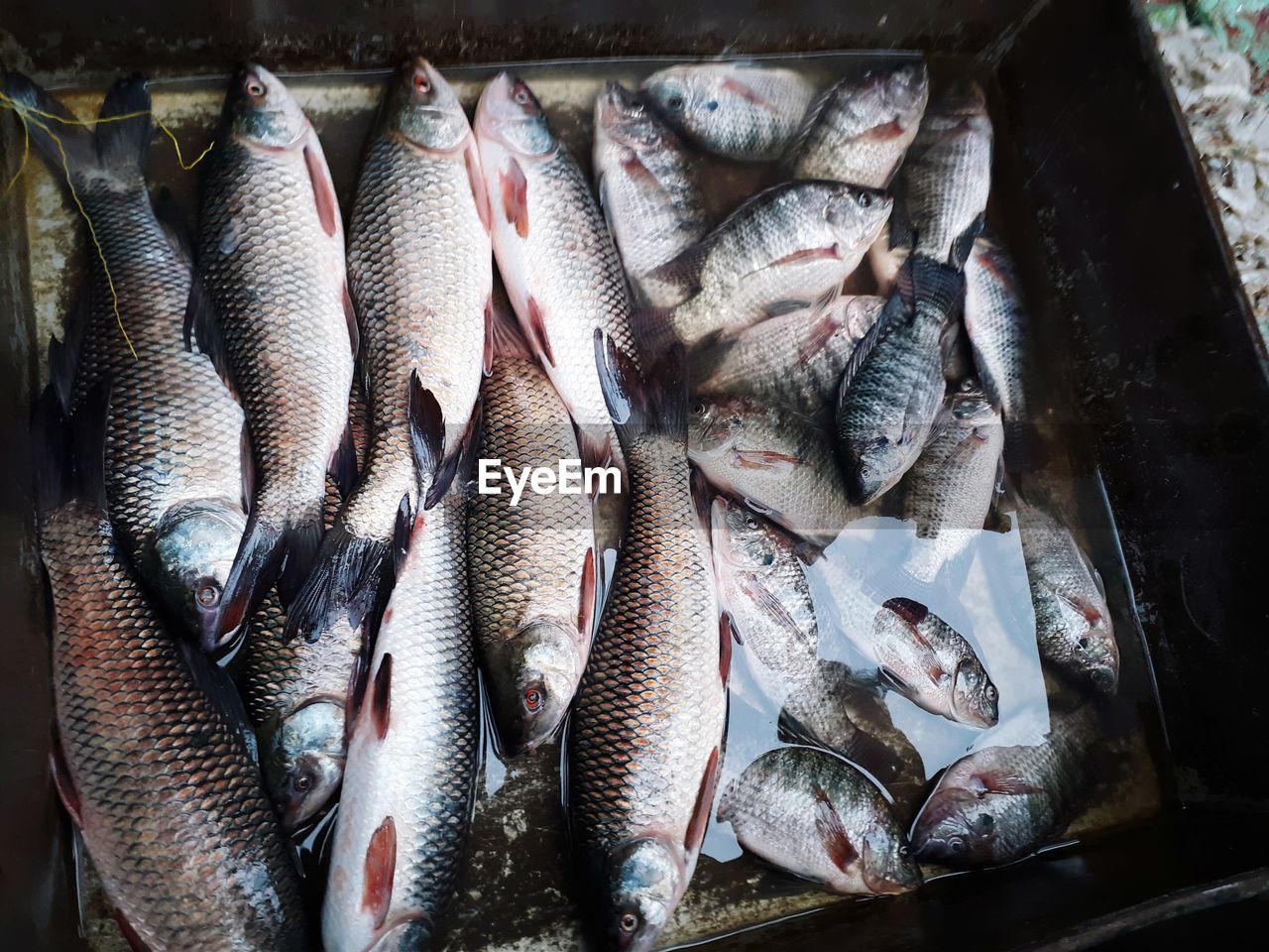 High angle view of fish for sale in market