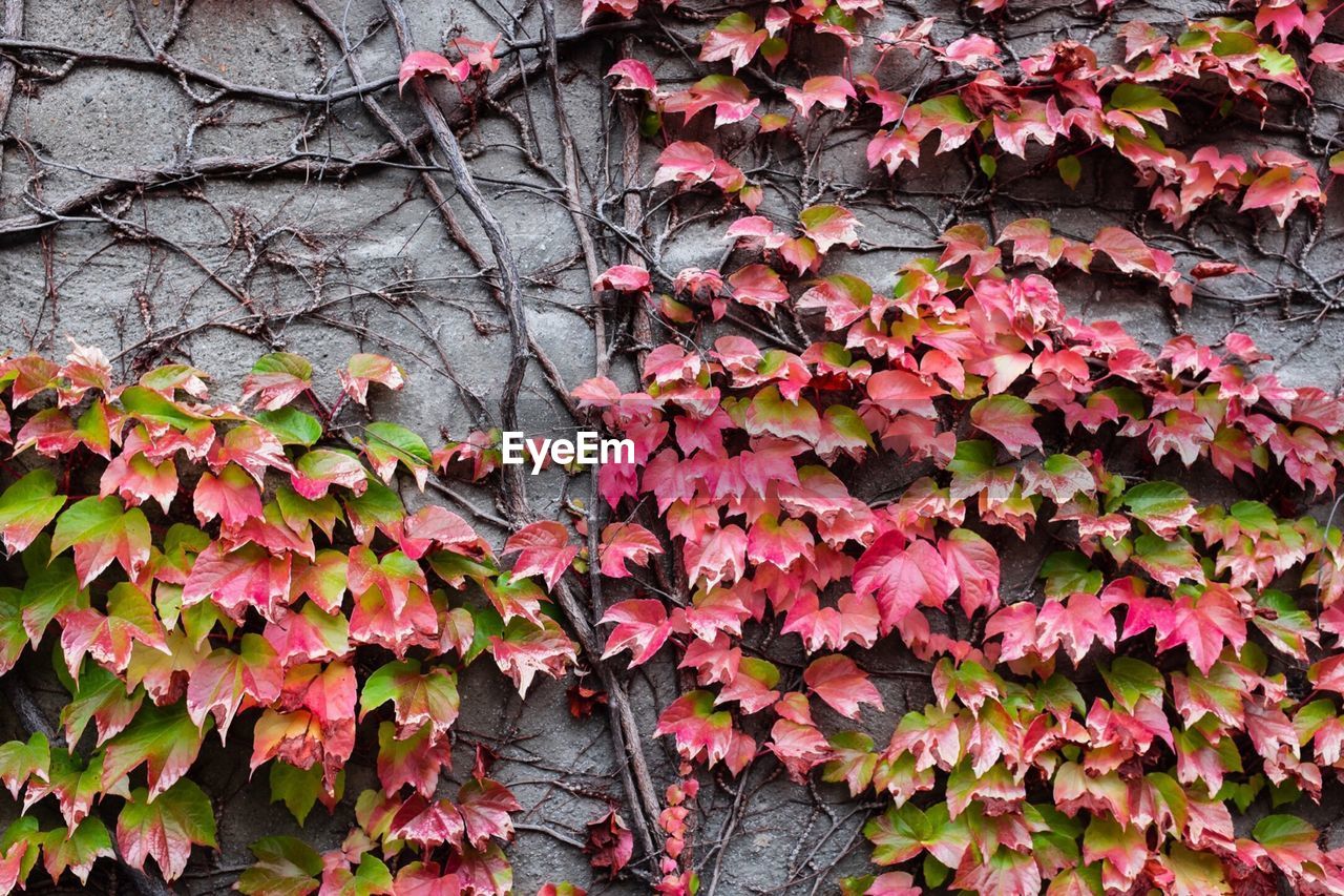 Ivy growing on wall