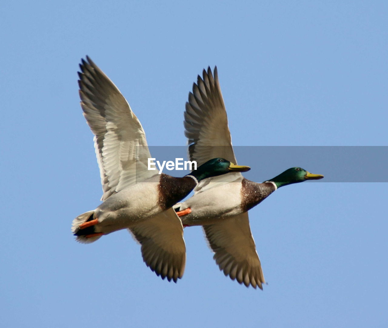 LOW ANGLE VIEW OF SEAGULL FLYING AGAINST BLUE SKY