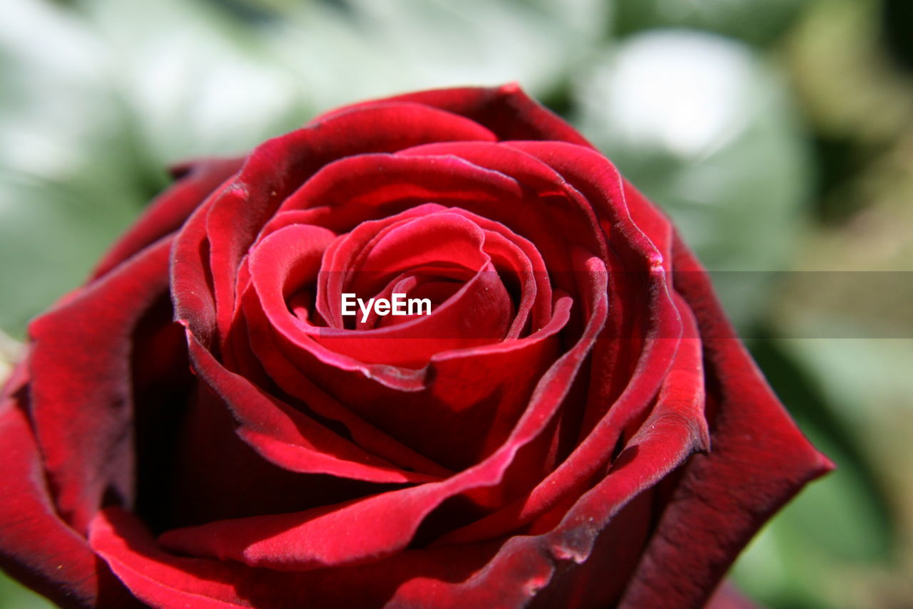 Close-up of red rose blooming outdoors