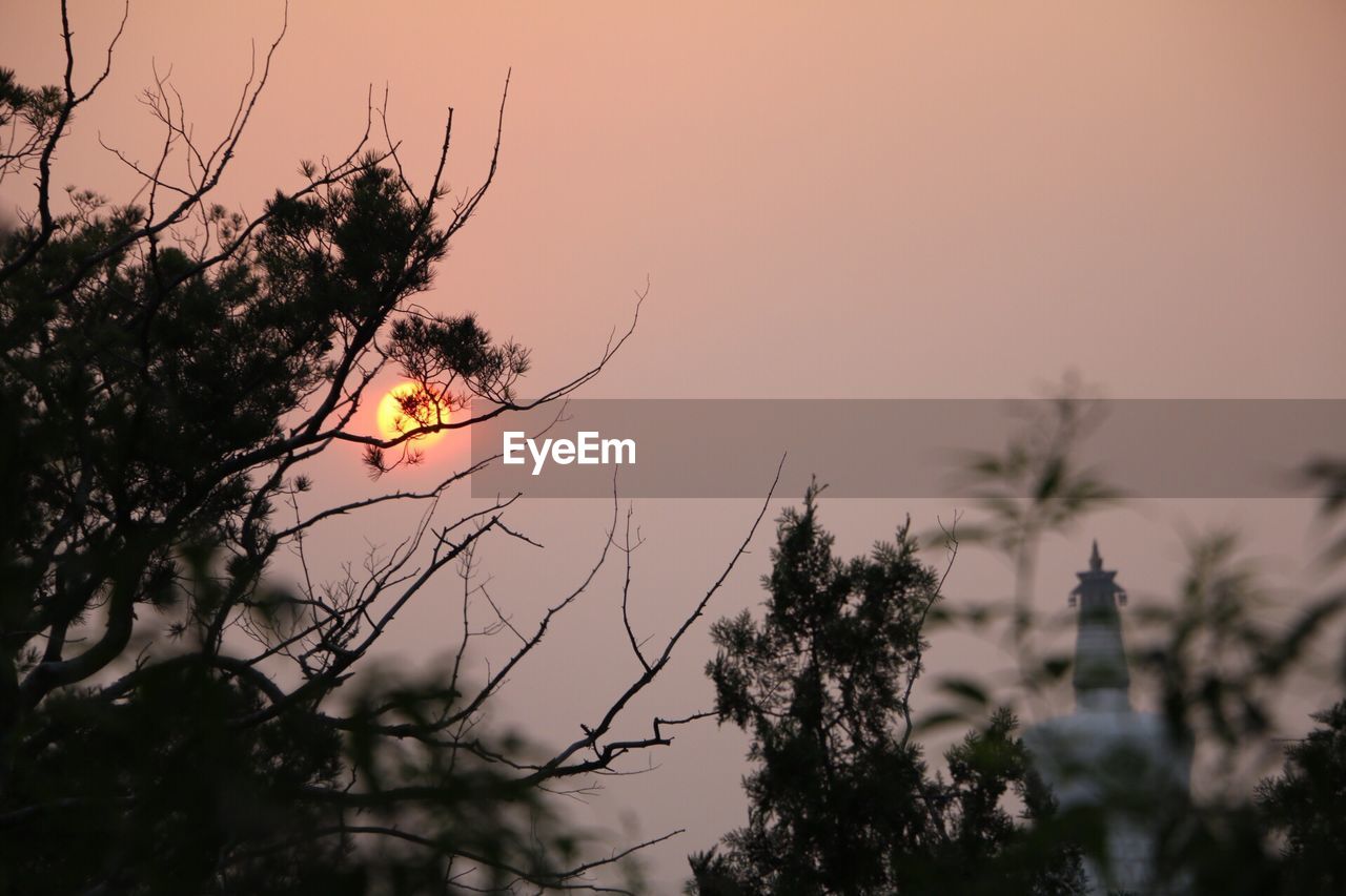 CLOSE-UP OF SILHOUETTE TREE AT SUNSET