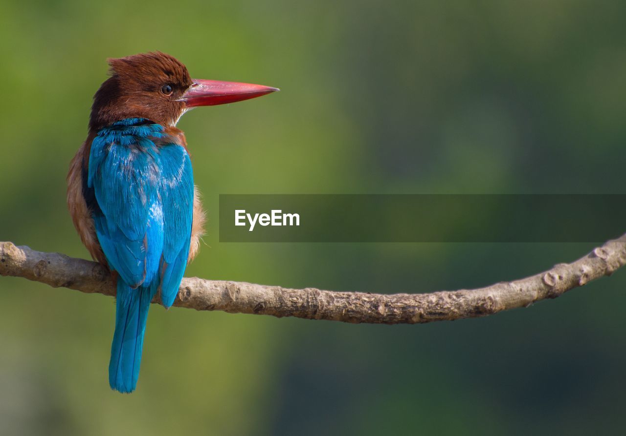 CLOSE-UP OF BLUE BIRD PERCHING ON BRANCH