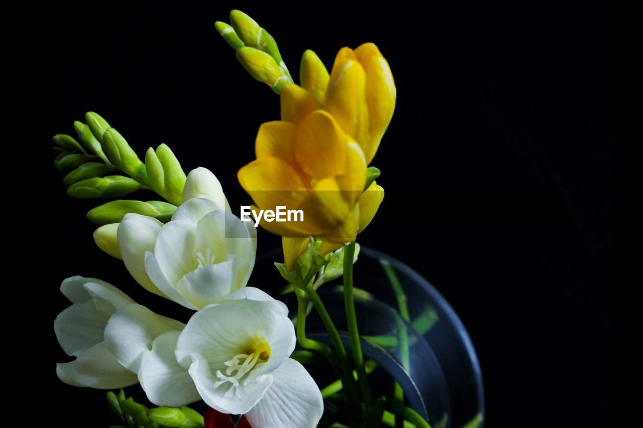 CLOSE-UP OF WHITE YELLOW FLOWERS AGAINST BLACK BACKGROUND