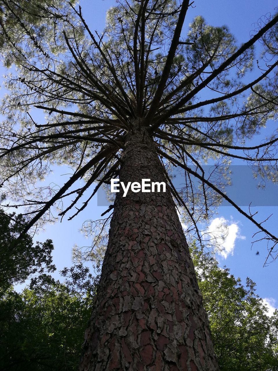 LOW ANGLE VIEW OF TREES AGAINST THE SKY