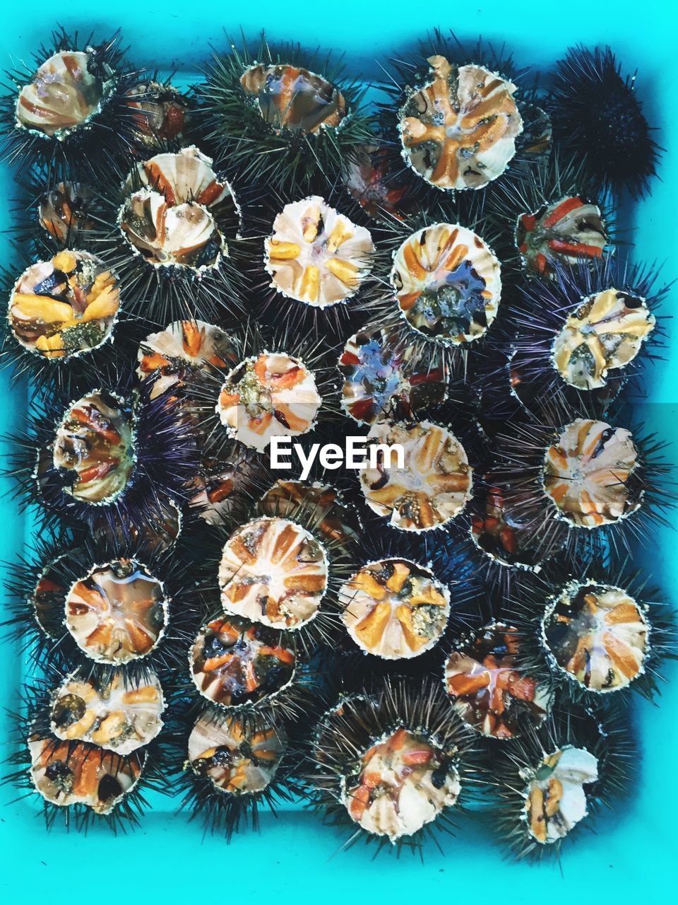 Directly above view of sea urchins in bucket