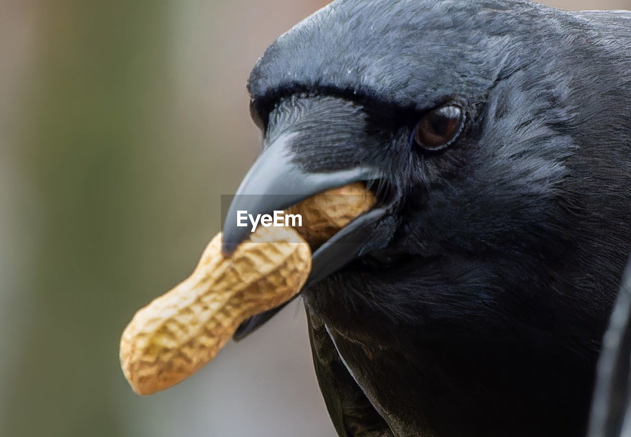 close-up of bird against blurred background