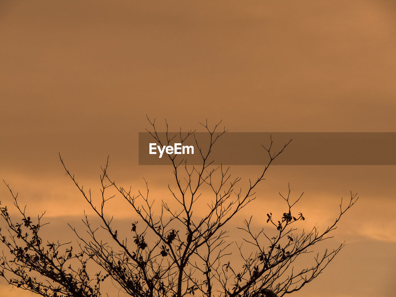 sunset, sky, plant, silhouette, nature, beauty in nature, prairie, landscape, scenics - nature, branch, tree, horizon, environment, dawn, no people, tranquility, twilight, grass, evening, orange color, cloud, sun, outdoors, land, savanna, dramatic sky, tranquil scene, sunlight, non-urban scene, copy space, vibrant color, yellow, rural scene, multi colored, backgrounds, gold, field, idyllic, back lit, growth
