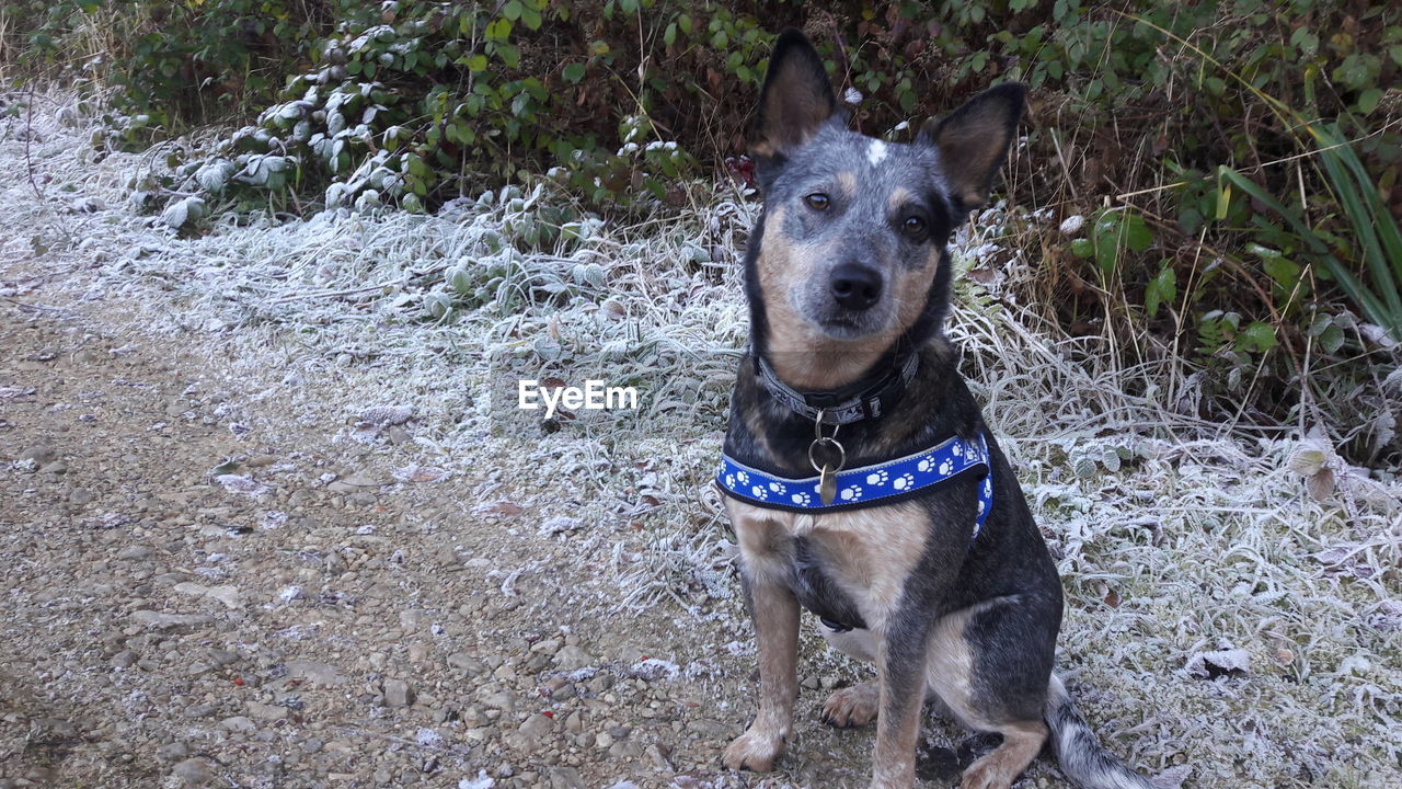 PORTRAIT OF DOG STANDING ON GROUND