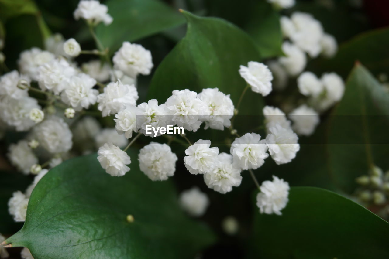 Close-up of white flowering plant