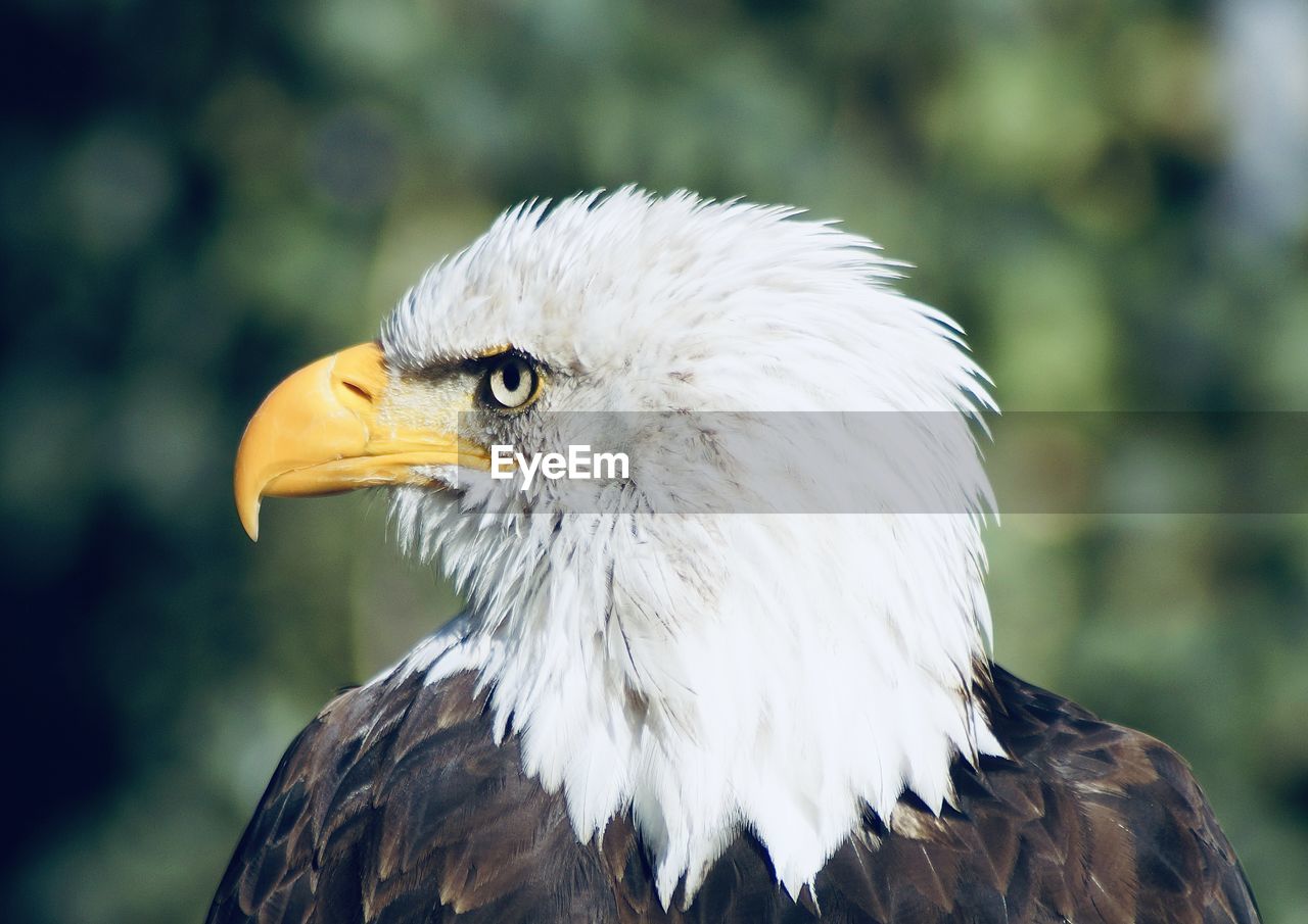 Close-up of eagle against blurred background