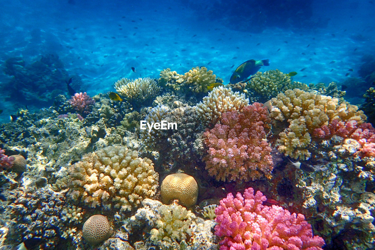 natural environment, coral reef, undersea, sea, underwater, sea life, coral, water, animal wildlife, animal, wildlife, animal themes, marine, reef, coral reef fish, fish, nature, aquarium, multi colored, marine biology, ecosystem, beauty in nature, no people, stony coral, large group of animals, group of animals, tropical fish, tropical climate, swimming, sports, outdoors