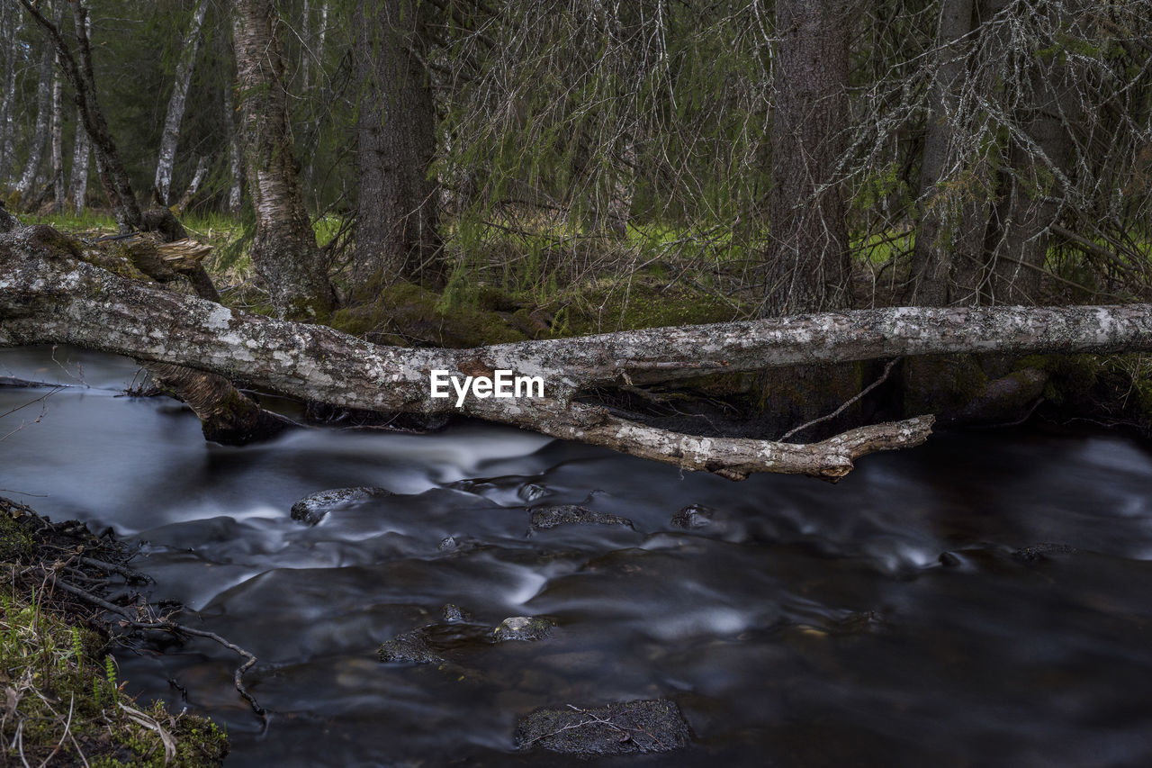 Scenic view of river in forest