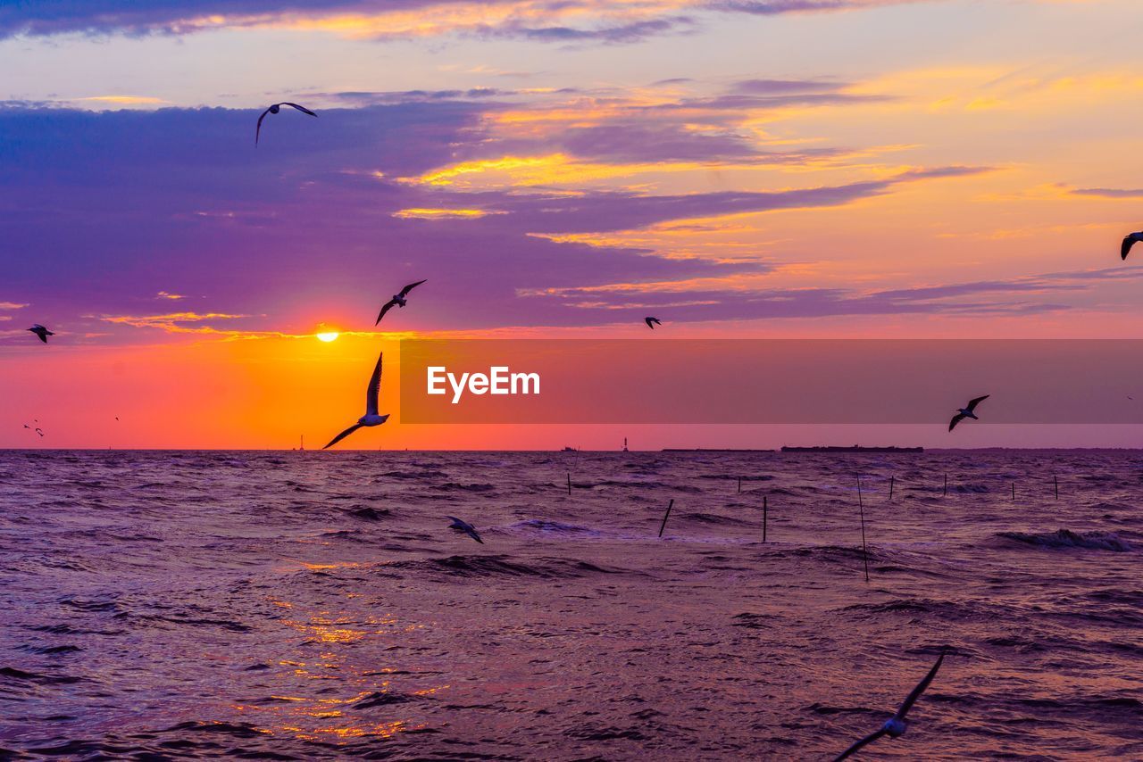 Birds flying over sea against orange sky