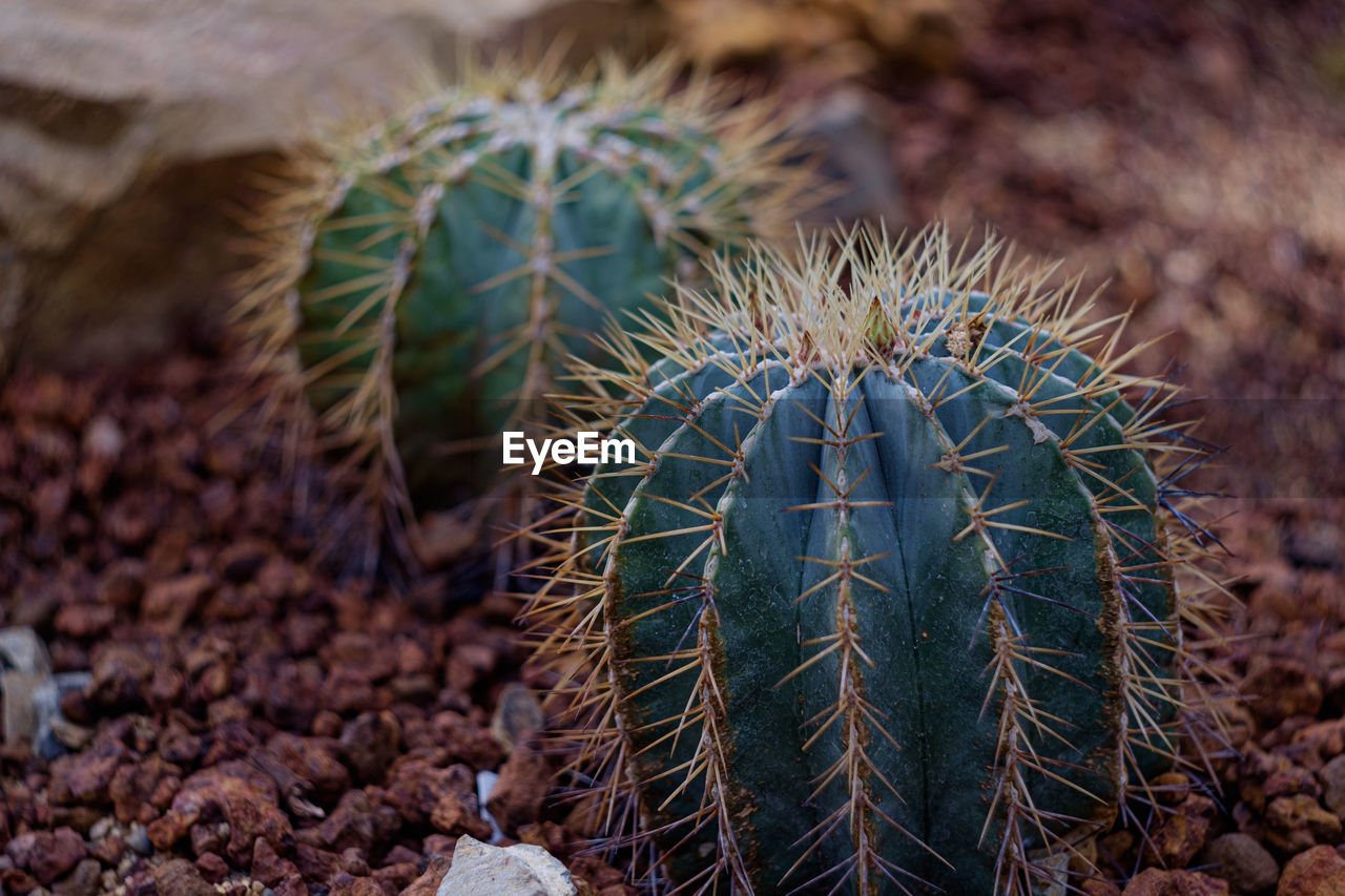 CLOSE-UP OF CACTUS GROWING ON FIELD