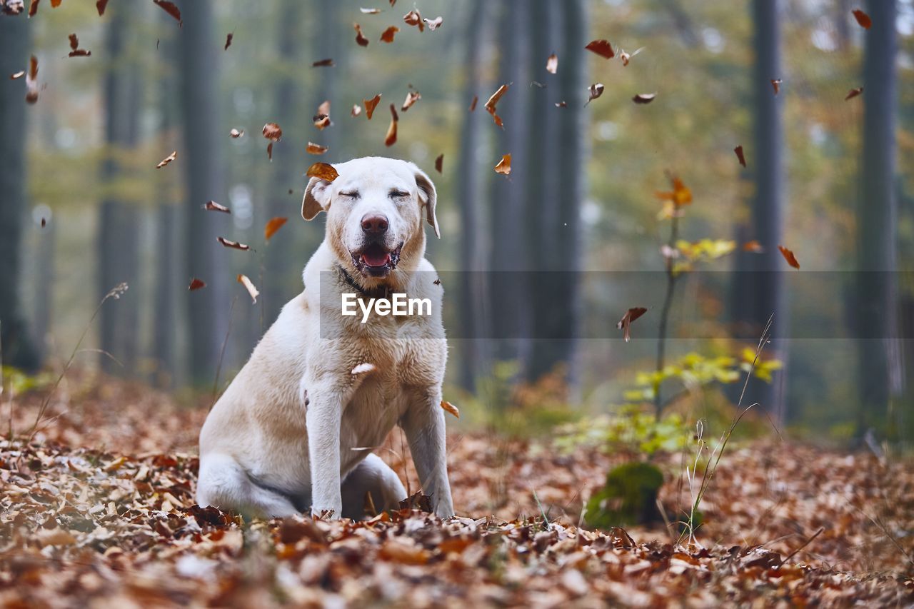 Dog sitting in forest during autumn