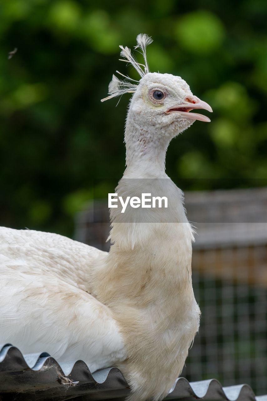 Head shot of a leucistic peacock  with a green background