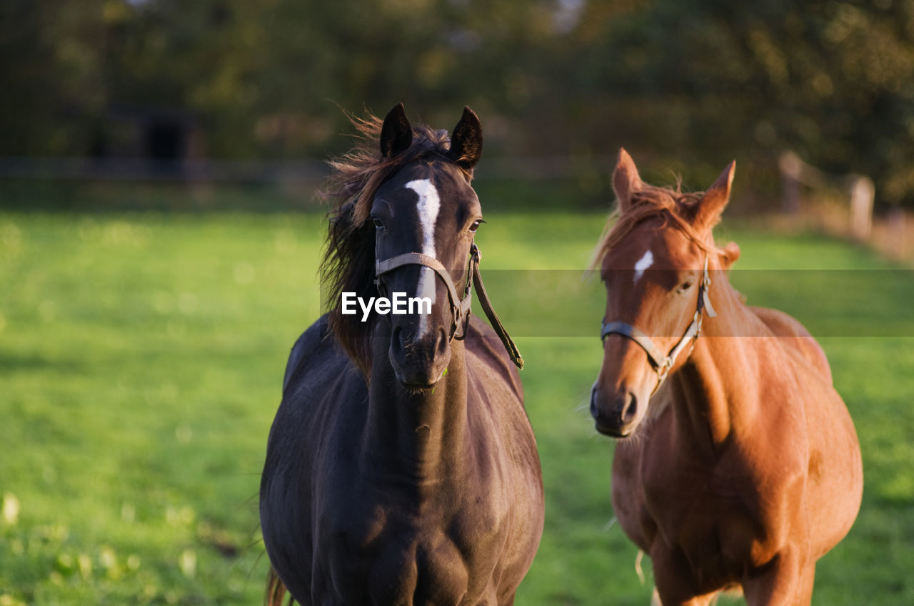 Two horses side b on a pasture in the sidelight of the evening sun looking directly into the camera.