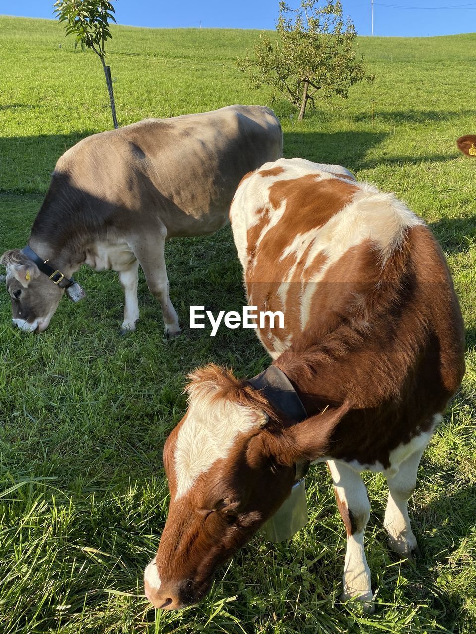 COWS GRAZING ON FIELD