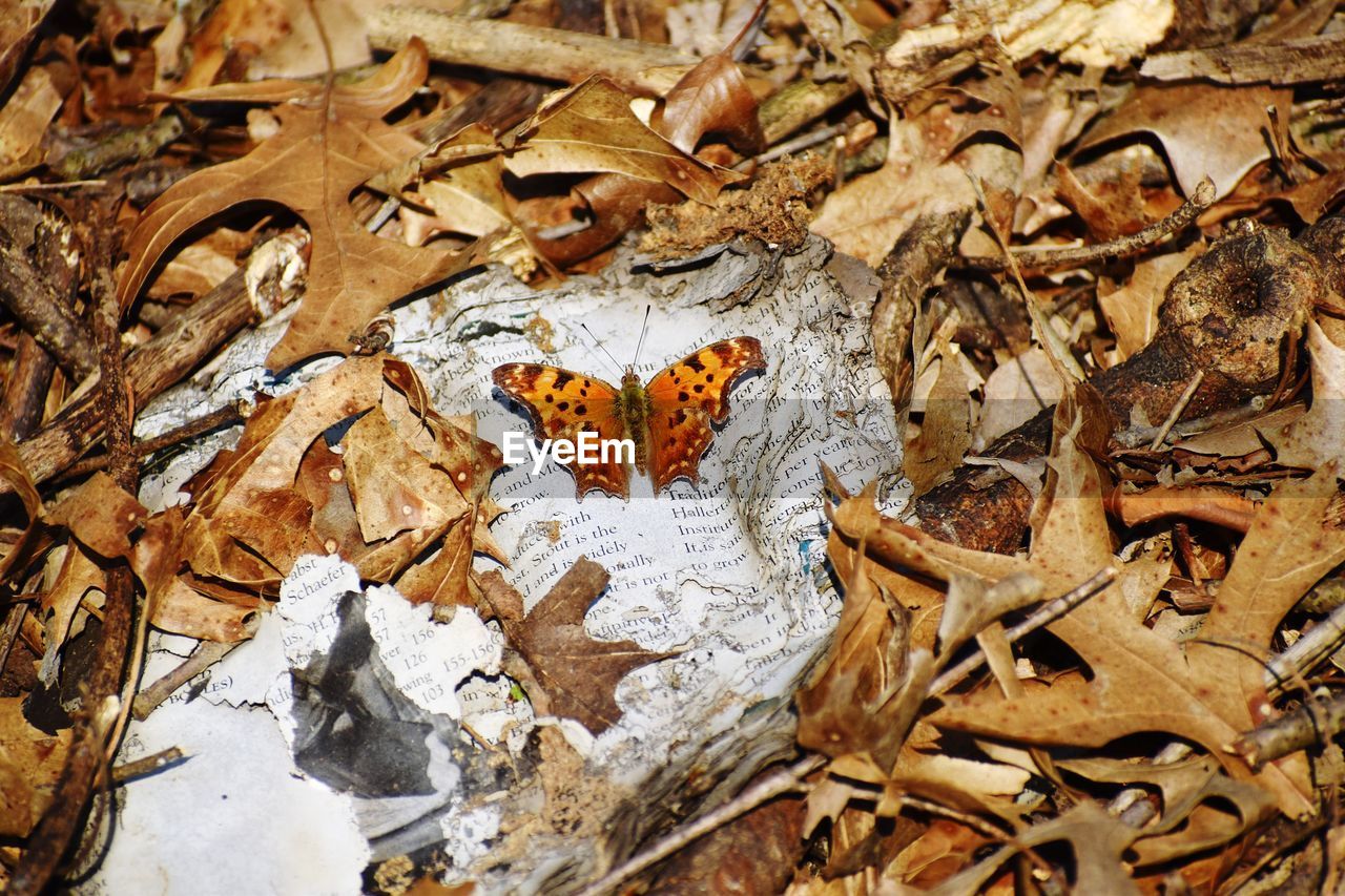 FULL FRAME SHOT OF DRY MAPLE LEAVES ON TREE