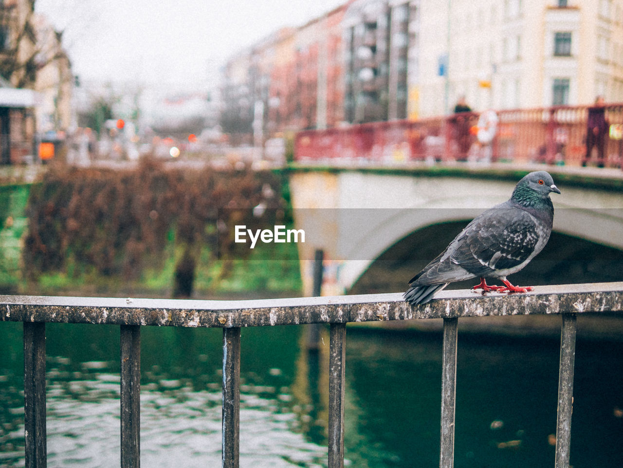 Pigeon on railing in city