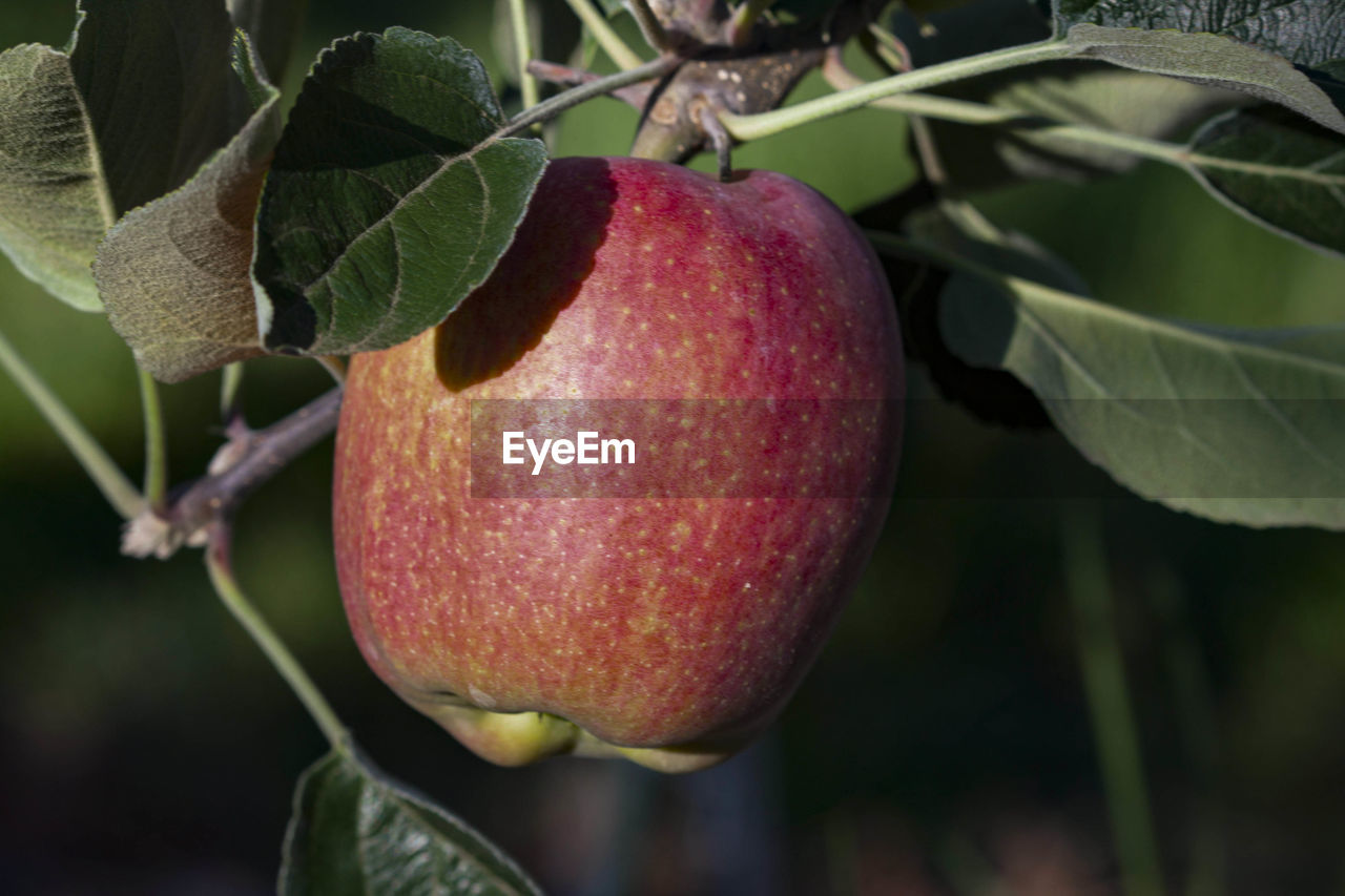 CLOSE-UP OF APPLE GROWING ON PLANT