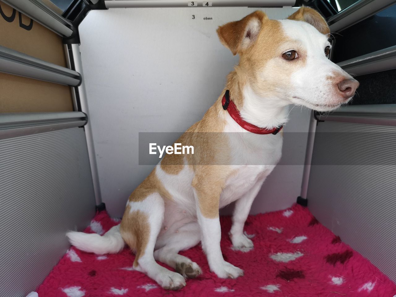 VIEW OF DOG SITTING ON SEAT IN KITCHEN