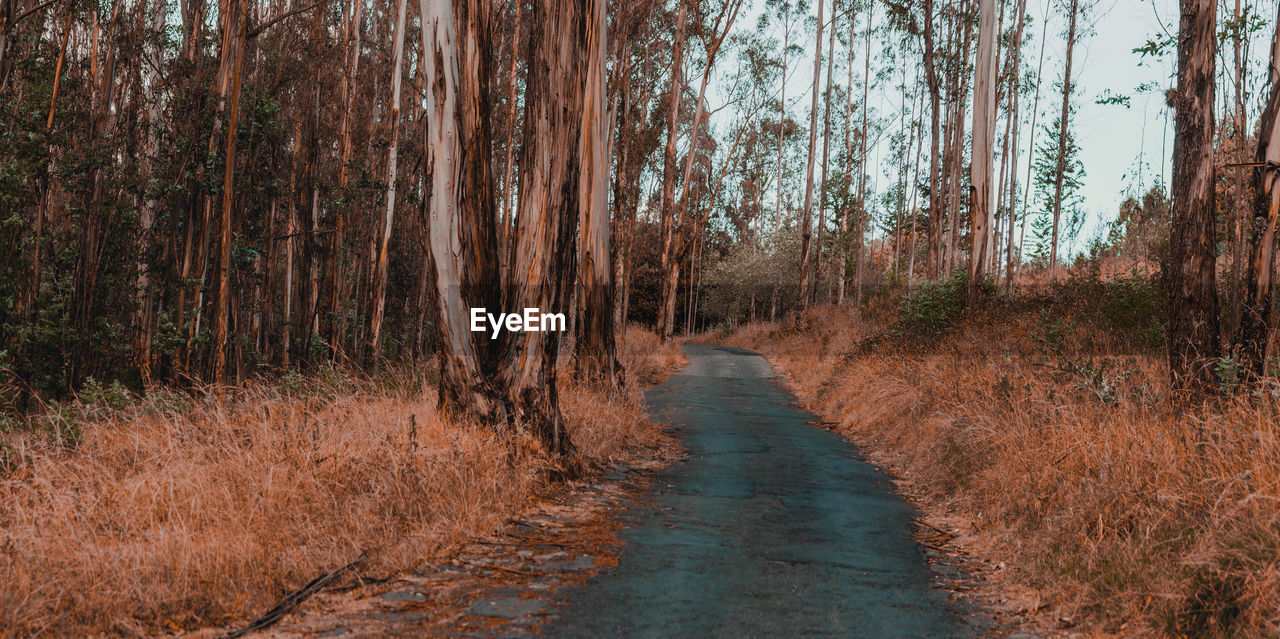 Road amidst trees in forest