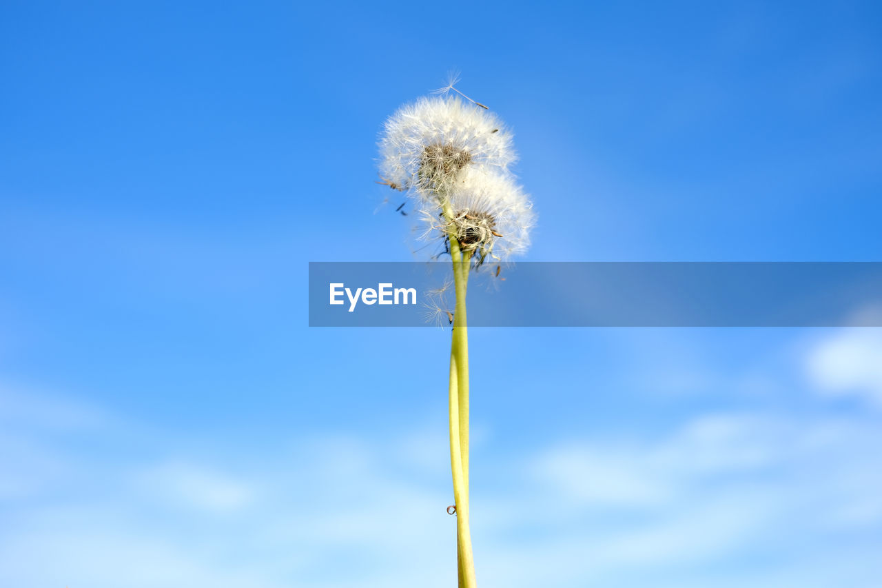 CLOSE-UP OF DANDELION AGAINST BLUE SKY