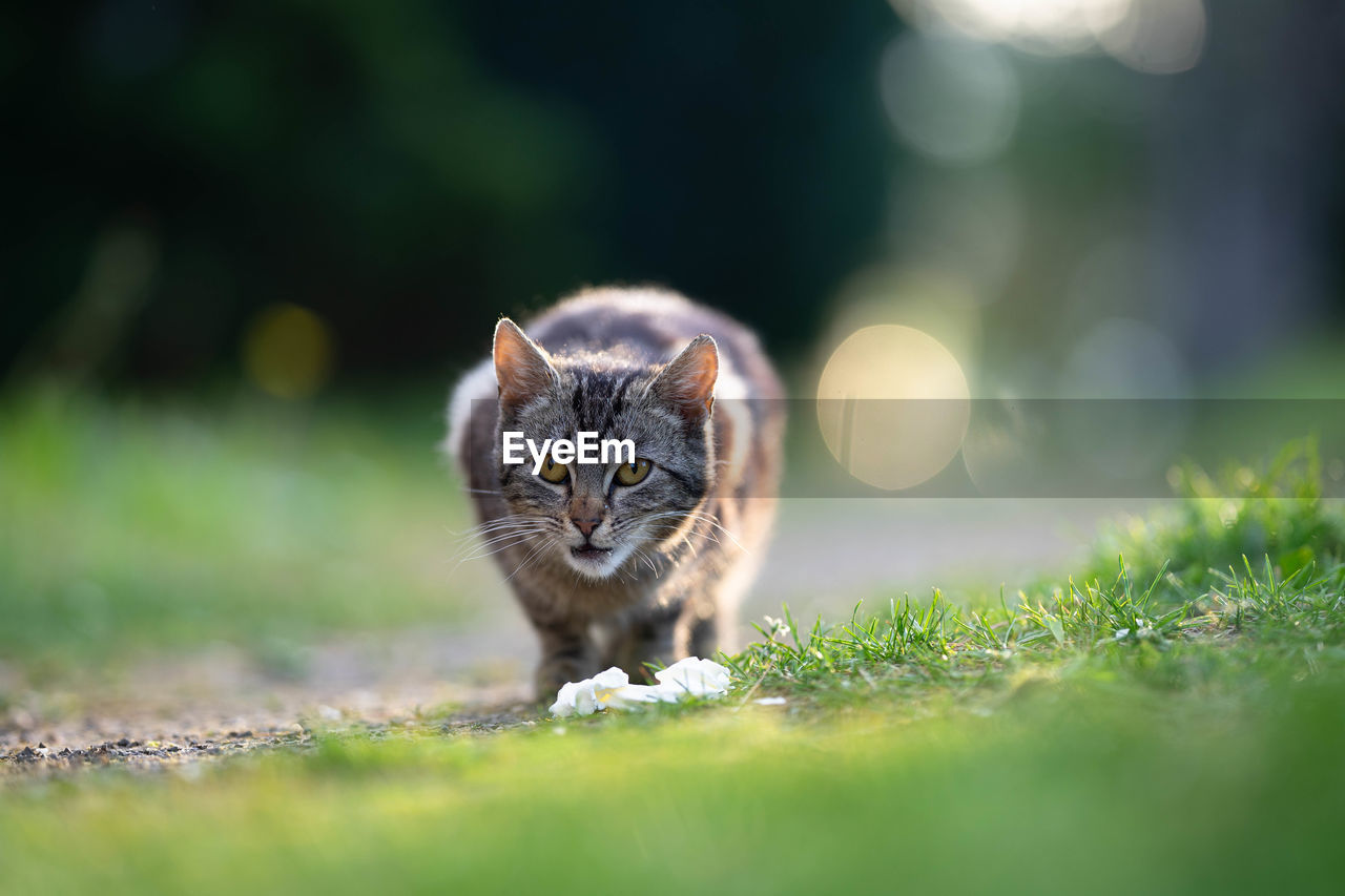 Portrait of cat on field