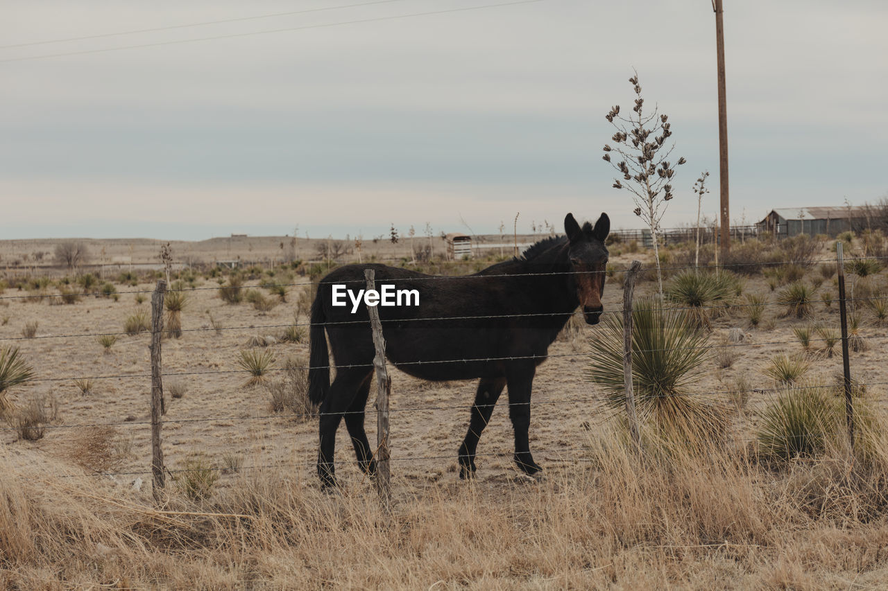 HORSE STANDING ON FIELD AGAINST SKY