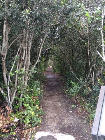 NARROW WALKWAY IN FOREST