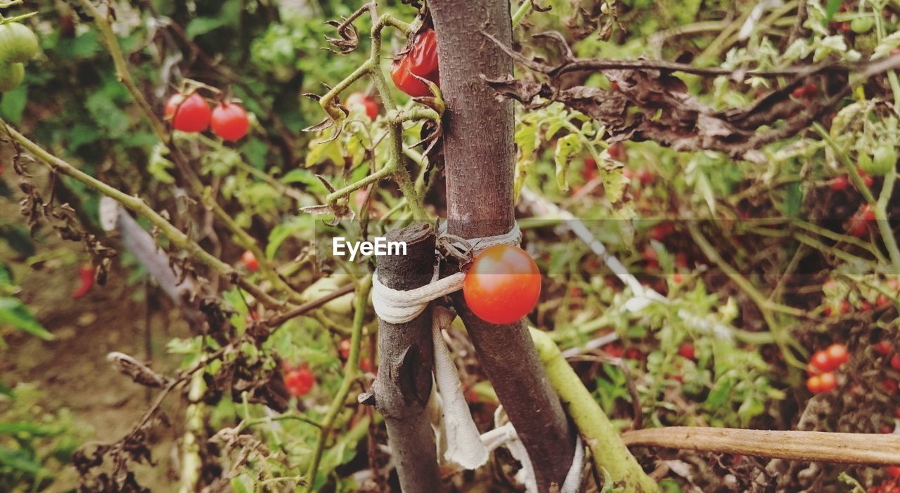 Close-up of cherry tomatoes growing on tree