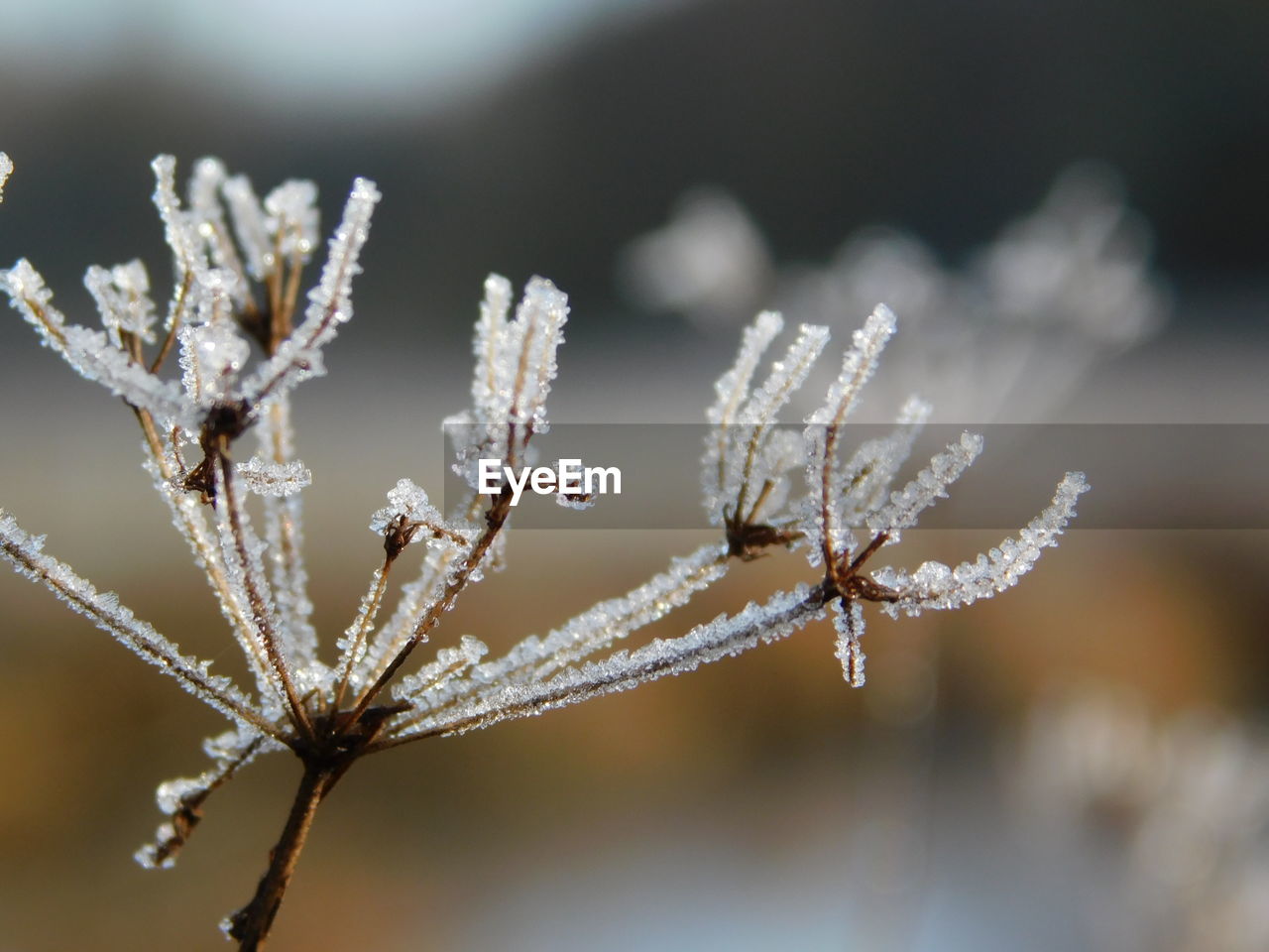 CLOSE-UP OF SNOW ON PLANT