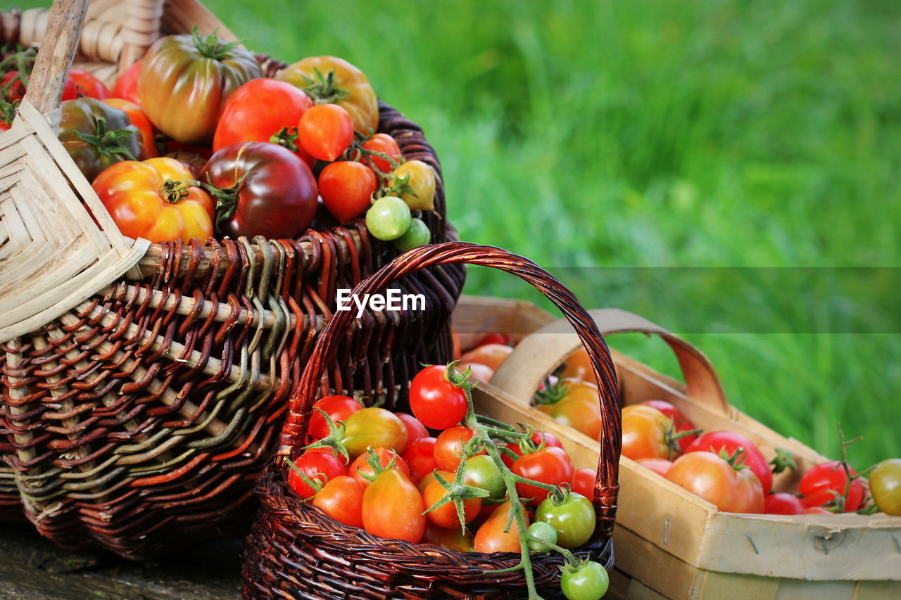 TOMATOES IN WICKER BASKET