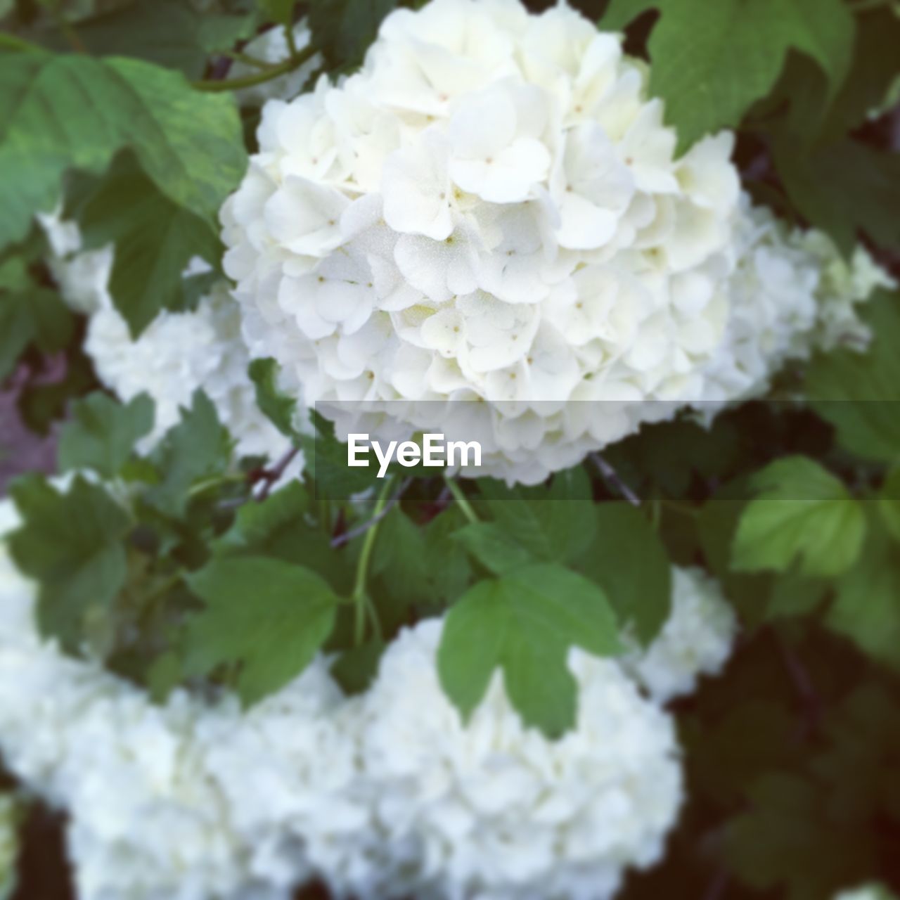 CLOSE-UP OF HYDRANGEAS BLOOMING OUTDOORS