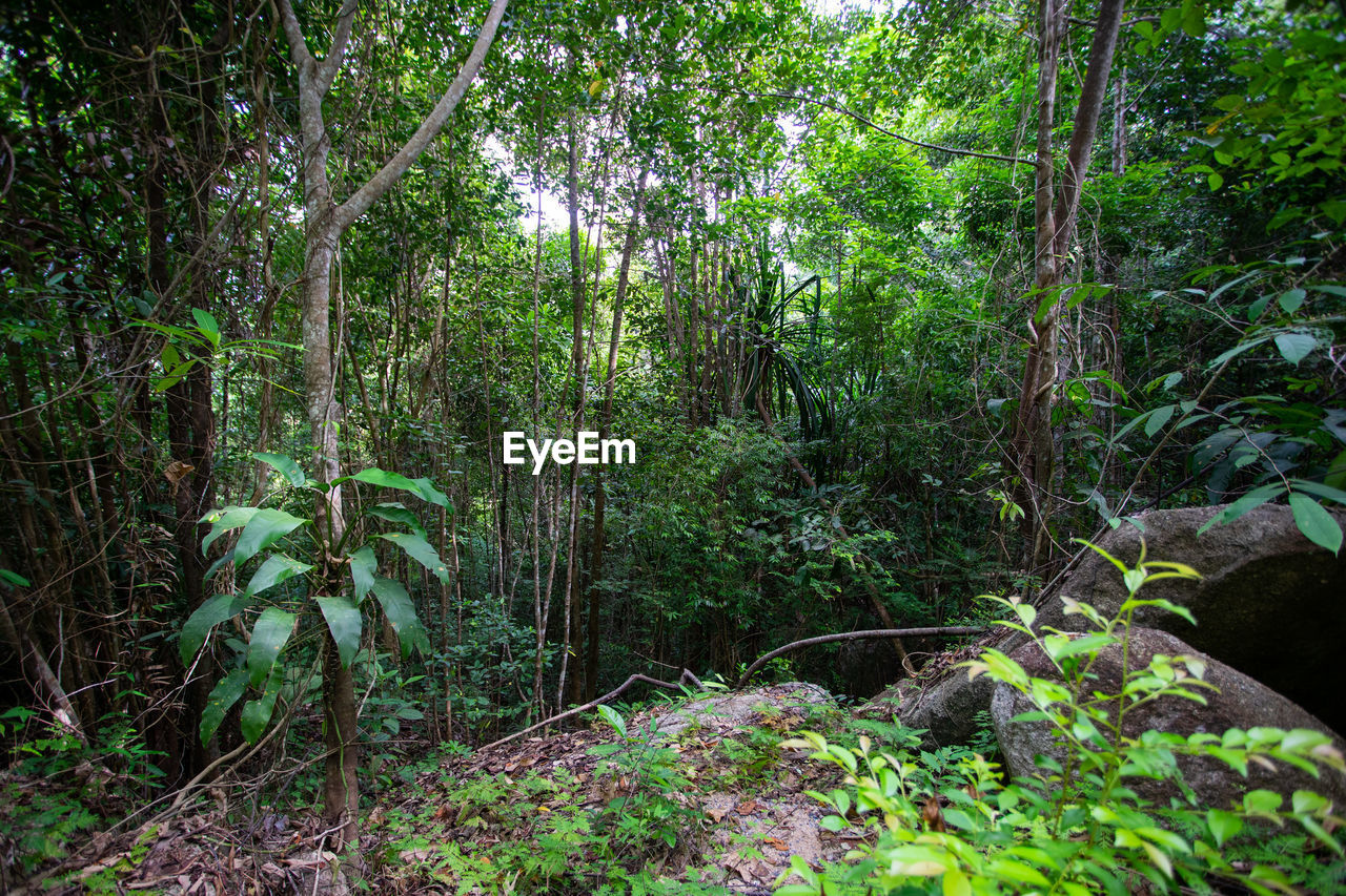 BAMBOO TREES IN FOREST