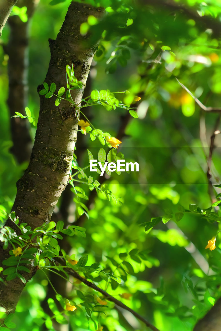 CLOSE-UP OF GREEN LEAVES