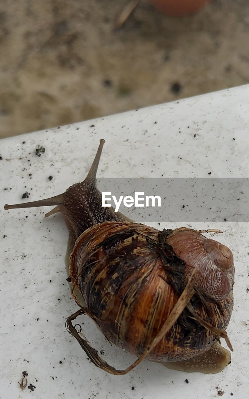 CLOSE-UP OF SNAIL ON GROUND