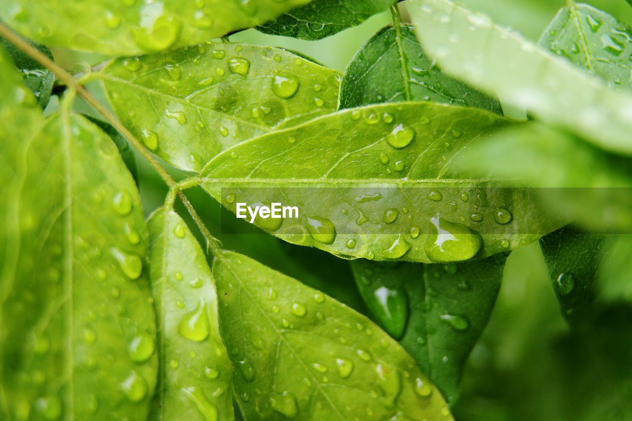 Full frame shot of wet leaves