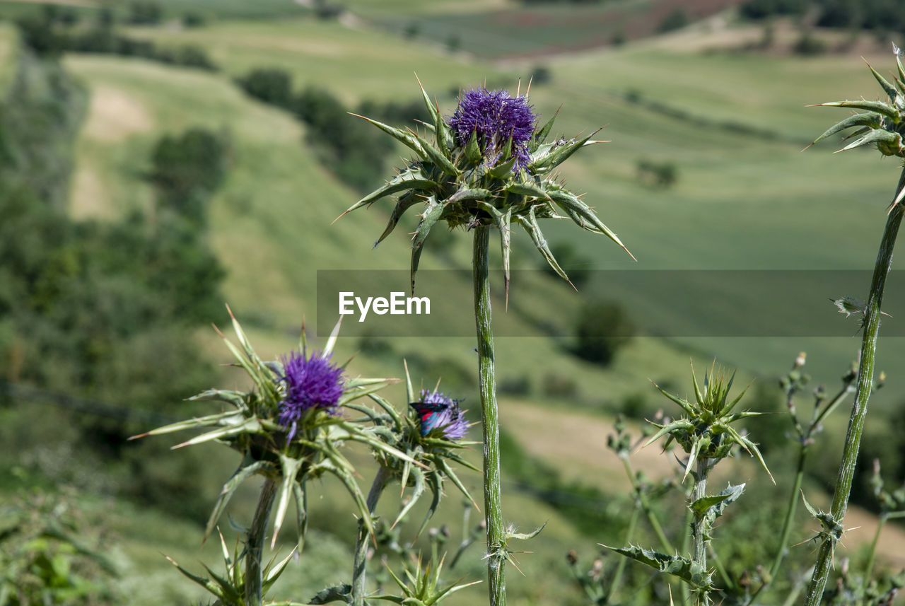 Close-up of purple thistle flower on field